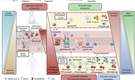 Local and systemic responses to SARS-CoV-2 infection in children and adults