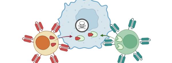CAT T cell synthetic lethality 
