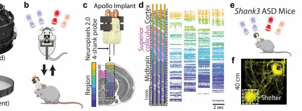Image to illustrate Investigating Audiovisual Integration in Clinical Mouse Models 